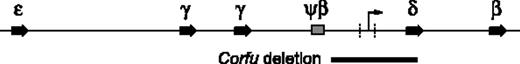 Figure 1. Human β-globin locus. Positions of the embryonic ϵ gene, fetal γ genes, Ψβ pseudogene, and adult δ and β genes are indicated. The Corfu deletion is represented as a black bar below the map. The minimal region of difference resulting in either HPFH or thalassemia phenotype is marked with vertical dashed lines. The arrow in this region represents the fetal-to-adult chromatin boundary/intergenic transcription start site.