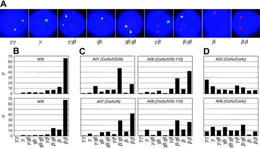 Figure 4. Transcriptional cell types in human erythroid cells from healthy subjects and Corfu deletion patients. (A) Double-label RNA FISH on cells from day 6 after hemoglobinization, probed with γ (green) and β (red) primary transcript, intron probes. Nine different transcriptional cell types are observed, representing every possible combination of γ and β signals. (B) Distribution of cell types from 2 healthy individuals. (C) Corfu heterozygous individuals: compound Corfu heterozygotes A01, A08, A09; simple heterozygote A07. (D) Corfu homozygous patients A02 and A06.