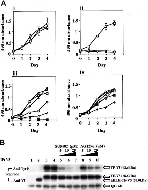 Figure 2. TEL-FGFR3 promotes IL-3–independent cell growth of Ba/F3. Inhibitory effect of SU5402 on TEL-FGFR3 transformants. (A) Ba/F3 cells were transfected with TF-V5 (□), ΔHLH-TF-V5 (○), or empty vector (mock; ⋄). Then, 2 × 103 cells were plated (i) in the presence of IL-3 or (ii) in the absence of IL-3. The effects of SU5402 (iii) and AG1296 (iv) on the growth of polyclonal transformants are shown. At daily intervals, 20 μL MTS was added to the cultures and incubated for 1 hour. In (iii), □ indicates 0 μM SU5402; ○,5 μM; ▵,10 μM; , 25 μM; ⋄, DMSO; and , mock 25 μM with IL-3. In (iv), □ indicates 0 μM AG1296; ○, 1 μM; ▵, 5 μM; , 10 μM; 25 μM; ⋄, DMSO; and ⊕, mock 25 μM with IL-3. Each value is the mean of 3 experiments done in triplicate plus the SD. (B) Protein expression and autotyrosine phosphorylation of TEL-FGFR3 in polyclonal transfectants. Ba/F3 cells (2 × 106) were transfected with empty vector (lane 1), ΔHLH-TF-V5 clone (lane 2), TF-V5 clone (lane 3), or TF-V5 clone and incubated in the presence of 0.1% DMSO (lane 4), 5 μM SU5402 (lane 5), 10 μM SU5402 (lane 6), or 25 μM SU5402 (lane 7) for 1 hour or with 5 μM AG1296 (lane 8), 10 μM AG1296 (lane 9), or 25 μM AG1296 (lane 10) for 1 hour. Cells were lysed, immunoprecipitated with anti-V5 antibody, and analyzed by Western blotting using antiphosphotyrosine antibody (4G10) as indicated. The same membrane was reprobed with anti-V5 antibody and showed that nearly equivalent amounts of fusion protein were loaded in each lane.