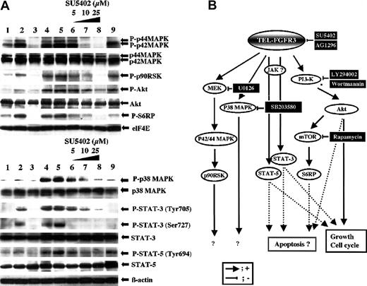 Figure 4. Activation of downstream effector proteins in TEL-FGFR3 transfectants. (A) Multiplex Western blot analysis of lysates of polyclonal TF-V5–transfected Ba/F3 cells that had been incubated in the presence or absence of SU5402. Western blotting of lysates of cells that were transfected with mock and incubated with IL-3 (lane 1), mock driven with IL-3 for 30 minutes (lane 2), ΔHLH-TF-V5 (lane 3), TF-V5 (lane 4), or TF-V5 and incubated in the presence of 0.1% DMSO (lane 5), 5 μM SU5402 (lane 6), 10 μM SU5402 (lane 7), or 25 μM SU5402 (lane 8) for 1 hour was performed. K562 cells were used as a positive control for phosphorylated MAPK, Akt, and STAT-5, and a negative control for phosphorylated p38 MAPK and STAT-3 (lane 9). (B) Hypothetical schema of TEL-FGFR3–induced signal transduction pathway and the effects of the pharmacologic inhibitors used in this study.