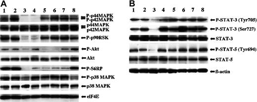 Figure 6. Effects of various inhibitors on the level of activation of downstream effector proteins in TEL-FGFR3 transfectants. (A) Western blotting using multiple antibodies for the phosphorylated forms of classical MAPK, p90 RSK, Akt, S6RP, and p38 MAPK in polyclonal TF-V5 transfectants (lane 1) and in cells transfected with TF-V5 that were incubated in the presence of 0.1% DMSO (lane 2), 25 μM SU5402 (lane 3), 25 μM U0126 (lane 4), 25 μM LY294 002 (lane 5), 25 μM wortmannin (lane 6), 2 μM rapamycin (lane 7), or 40 μM SB203580 (lane 8) for 6 hours. The eukaryotic initiation factor 4E (elF4E) was used for internal control. (B) Western blot analysis for STATs in polyclonal TF-V5 transfectants that were incubated in the absence of inhibitors (lane 1), and in cells transfected with TF-V5 that were incubated in the presence of 0.1% DMSO (lane 2), 25 μM SU5402 (lane 3), 25 μM U0126 (lane 4), 25 μM LY294002 (lane 5), 25 μM wortmannin (lane 6), 2 μM rapamycin (lane 7), or 10 μM SB203580 (lane 8). β-Actin was used for internal control.
