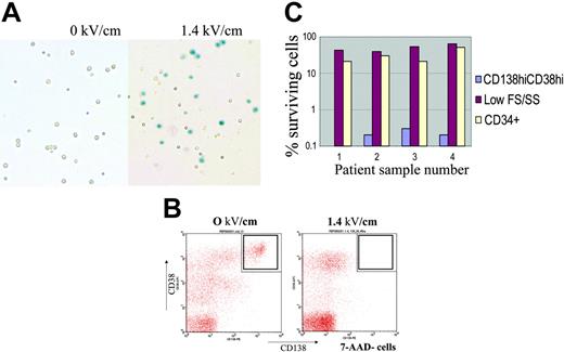 Figure 2. PEF selectively purges myeloma cells from primary multiple myeloma bone marrow. (A) Small volumes (2 mL to 4 mL) of BM from patients with MM, some of which contained more than 3% myeloma plasma cells, by CD38CD138 staining, were processed and PEF-treated at 0 kV/cm (left) or 1.4 kV/cm (right). Representative photographs of cells stained with trypan blue after PEF treatment are shown. Dead cells were not separated by centrifugation over ficoll (unlike Figure 1A) and lysed cells appear as trypan blue–positive, on the right, whereas small cells including progenitor cells are preserved. (B) After PEF treatment cells were stained with anti–CD38-PerCP, anti–CD138-PE, anti–CD45–fluorescein isothyocyanate (FITC), or anti–CD34-FITC, and the nuclear exclusion dye 7-AAD. Cells were analyzed by Cellquest software. Cells gated as 7-AAD–negative and CD45low were analyzed for the presence of CD38high, CD138+ myeloma plasma cells. This population is noticeably absent in the dot plot on the right for cells pulsed at 1.4 kV/cm group. (C) Percent survival of CD38highCD45lowCD138+ myeloma cells (blue bars), CD34+ cells (cream bars), and other small cells (red) after PEF treatment, at 0 kV/cm or 1.4 kV/cm, of 4 independent multiple myeloma patient bone marrow specimens. The limit of detection based on input bone marrow cell number, and percent myeloma cells within bone marrow specimens, is approximately 3 logs (or 0.1% of starting number). Cells staining positive for the CD38highCD45lowCD138+ phenotype constituted 2% to 7% of total bone marrow mononuclear cells (45% for sample 4) from MM samples analyzed. Primary myeloma cells do not proliferate reproducibly in vitro; therefore, serial dilution tumor regrowth assays cannot be routinely performed to enumerate patient myeloma cells after PEF.