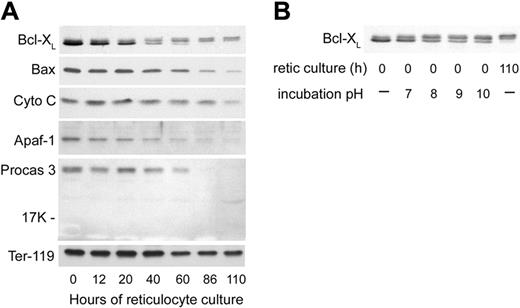 Figure 7. Western blot analyses of apoptosis-related proteins in cultured reticulocytes. In vitro–derived reticulocytes were purified by sedimentation at unit gravity and cultured for 110 hours. At various times, aliquots of cells were harvested, washed in PBS, and the total cells were processed for SDS-PAGE and Western blotting. Each lane was loaded with lysate of 2.5 × 106 cells. (A) Proteins associated with mitochondrial damage and apoptosis. Abbreviations: Cyto C, cytochrome C; Apaf-1, apoptosis protease activating factor-1; Procas 3, procaspase 3; Ter-119, an erythroid-specific protein found on the surface of erythroblasts and mature erythrocytes (included as a positive control that is present in all stages of reticulocyte maturation). (B) Effects of incubation pH on the appearance of Bcl-XL in Western blots of 0-hour reticulocyte lysates. Pelleted, nascent (0-hour) reticulocytes were lysed and incubated at 37°C in hypotonic phosphate buffer with the pH shown prior to separation by SDS-PAGE for Western blotting. For comparison, nonincubated lysates of reticulocytes at 0 hours and 110 hours of culture are shown in the first and last lanes, respectively.