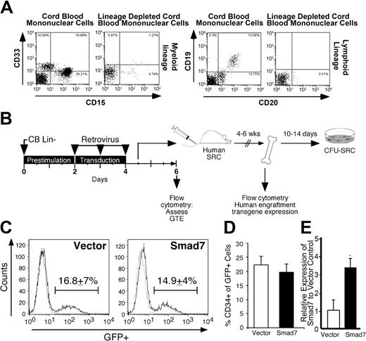 Figure 2. Transduction of CB Lin– cells with Smad7 retrovirus. (A) Depletion of myeloid (CD33 and CD15) and B-cell (CD19 and CD20) lineage markers from de novo isolated human CB to generate Lin– CB cells used for gene transfer. (B) Experimental outline for assessment of Smad7 function in hematopoietic repopulating cells, as described in “Materials and methods.” GTE indicates gene transfer efficiency; SRC, SCID repopulating cell assay; CFU-SRC, colony forming unit–SRC assay. (C) A representative example of CB Lin– cells 1.5 days after the final exposure to vector or Smad7 retrovirus, assessed by flow cytometric analysis of GFP expression. Dotted histogram indicates cells exposed to supernatant harvested from empty PG13 packaging cells, used to set the GFP+ marker. Value represents the average gene transfer efficiency into CB Lin– cells, measured as the percentage of GFP+ cells ± SEM, from 15 independent CB samples. (D) Expression of the primitive hematopoietic marker CD34 on transduced (GFP+) CB Lin– cells 1.5 days after the final virus exposure (± SEM). (E) Relative expression of Smad7 (± SEM) using Q-PCR in vector- (□) versus Smad7-transduced cells (▪).
