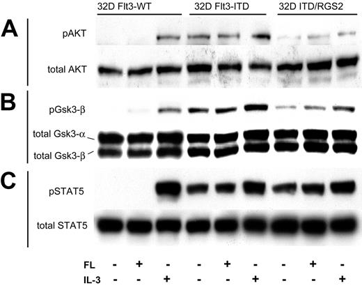 Figure 4. Influence of RGS2 on Flt3-ITD–induced signaling pathways. The 32D cells stably transfected with either Flt3-WT or Flt3-ITD together with a control vector or with Flt3-ITD together with RGS2 were starved of growth factors for 12 hours and were subsequently exposed to the indicated cytokines for 10 minutes. Western blot analyses were performed with lysates from these cells using phospho-specific antibodies for Akt (A), Gsk3-β (B), or STAT5 (C). The membranes were reprobed with antibodies detecting total proteins.