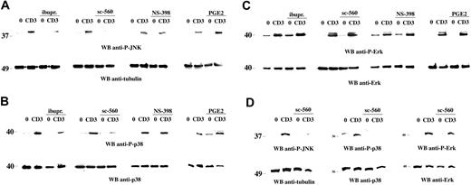 Figure 1. Selective impairment of TCR-dependent JNK and p38 activation by NSAIDs. Immunoblot analysis of postnuclear supernatants from Jurkat cells (A-C) or freshly purified human PBLs (D), nonactivated (0) or activated by CD3 (CD3) ligation for 5 minutes, in the presence or absence of 600 μM ibuprofen (ibupr), 15 μM sc-560, 250 μM NS-398, or 1 μg/mL PGE2. Each filter was sequentially probed by immunoblot with antiphospho–JNK (A,D), antiphospho–p38 (B,D), or antiphospho–Erk (C-D) antibodies and then, after stripping, with control antitubulin, anti-p38, or anti-Erk antibodies as indicated. The migration of molecular mass markers is shown. Anti-P indicates antiphospho; and WB, Western blot.
