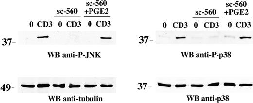 Figure 2. Reversal of the NSAID-dependent block in stress kinase activation by PGE2. Immunoblot analysis of postnuclear supernatants from Jurkat cells nonactivated (0) or activated by CD3 (CD3) ligation for 5 minutes, in the presence or absence of 15 μM sc-560, alone or in combination with 1 μg/mL PGE2. Each filter was sequentially probed by immunoblot with antiphospho–JNK or antiphospho–p38 antibodies and then, after stripping, with control antitubulin or anti-p38 antibodies as indicated. The migration of molecular mass markers is shown.