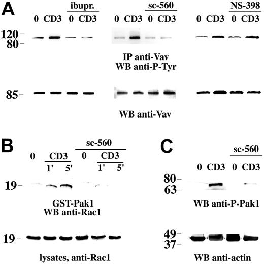 Figure 3. Inhibition of TCR-dependent Vav phosphorylation and downstream signaling by NSAIDs. (A) Immunoblot analysis using antiphosphotyrosine mAb of Vav-specific immunoprecipitates from Jurkat cells, nonactivated (0) or activated by CD3 ligation (CD3) for 1 minute, in the presence or absence of 600 μM ibuprofen (ibupr), 15 μM sc-560, or 250 μM NS-398. The filter was stripped and reprobed with anti-Vav mAb. (B) Immunoblot analysis with anti-Rac mAb of in vitro binding assays of postnuclear supernatants from Jurkat cells, using an agarose-conjugated Pak1-GST fusion protein. Equal amounts of postnuclear supernatants from the same samples were separated on the same gel (bottom). Cells were either nonactivated (0) or activated by cross-linking of CD3 (1 minute and 5 minutes) in the presence or absence of 15 μM sc-560. (C) Immunoblot analysis of postnuclear supernatants from Jurkat cells, nonactivated (0) or activated by CD3 ligation as in panel B (1 minute CD3 cross-linking). The filter was probed with antiphospho–Pak1 antibody, followed by antiactin mAb as loading control. The migration of molecular mass markers is shown.