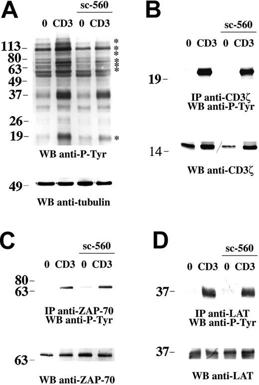 Figure 4. NSAIDs affect TCR-dependent tyrosine phosphorylation but not CD3ζ, ZAP-70, or LAT activation. (A) Antiphosphotyrosine immunoblot of postnuclear supernatants from Jurkat cells either nonactivated (0) or activated by CD3 ligation for 5 minutes, in the presence or absence of 15 μM sc-560. After stripping, the filter was reprobed with antitubulin mAb as loading control. (B-D) Immunoblot analysis using antiphosphotyrosine mAb of CD3ζ-specific (B), ZAP-70–specific (C), or LAT-specific (D) immunoprecipitates from Jurkat cells, nonactivated or activated by CD3 ligation for 1 minute, in the presence or absence of 15 μM sc-560. The filter was stripped and reprobed with anti-CD3ζ, anti–ZAP-70, or anti-LAT antibodies as indicated. The migration of molecular mass markers is shown.