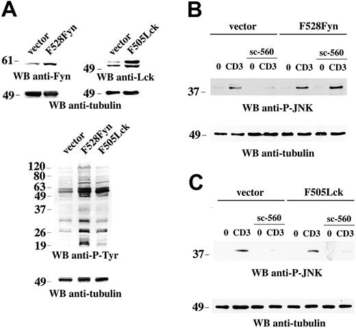 Figure 6. Constitutively active Fyn bypasses the block of TCR-dependent JNK activation by NSAIDs. (A) Immunoblot analysis of postnuclear supernatants from Jurkat cells stably transfected with empty vector or a construct encoding either F528Fyn or F505Lck. The filters were sequentially probed with anti-Fyn or anti-Lck and antitubulin mAb. Below is an antiphosphotyrosine immunoblot of the 3 lines, subsequently reprobed with antitubulin mAb. (B-C) Immunoblot analysis of postnuclear supernatants from Jurkat cells stably transfected with empty vector or a construct encoding either F528Fyn (B) or F505Lck (C), either nonactivated (0) or activated by CD3 (CD3) ligation for 5 minutes, in the presence or absence of 15 μM sc-560. Each filter was sequentially probed by immunoblot with antiphospho–JNK and then, after stripping, with control antitubulin mAb. The migration of molecular mass markers is shown.