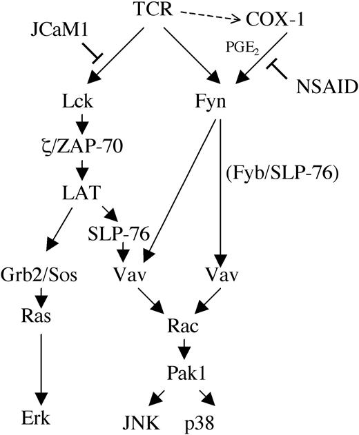 Figure 7. Model of NSAID interference with TCR signal transduction. Grb2 indicates growth factor receptor-bound protein 2; Sos indicates son-of-sevenless.