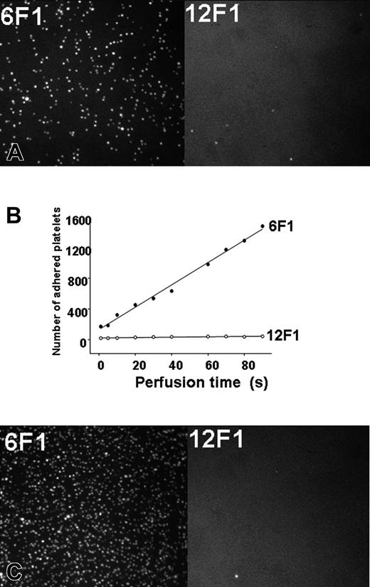 Figure 2. Interaction of platelets with immobilized monoclonal antibodies 6F1 and 12F1. (A) Whole blood containing 75 μM PPACK as anticoagulant, 200 μg/mL mepacrine to make platelets fluorescent, and unstimulated platelets was perfused over glass surface coated with antibodies as indicated at a flow shear rate of 1500 s–1. (B) The graph represents the number of platelets adhered on each surface during the time of perfusion. (C) Conditions as described in panel A, but the flow was interrupted for one minute to allow platelets to interact with the antibody-coated surface. The adhered platelets were visualized after the flow resumed at 1500 s–1. The images represent 4 separate experiments using blood from different donors.