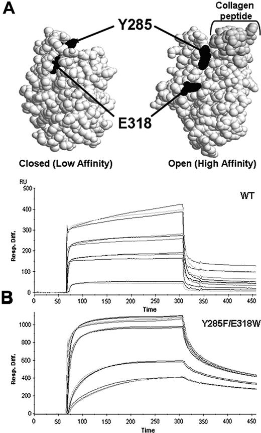 Figure 5. Collagen-binding analysis of the mutant Y285F/E318W-I domain. (A) The coordinates for the isolated α2-I domain (1DZI) and α2-I domain in complex with the collagen peptide (1AOX) were obtained from the Protein Data Bank (PDB). The closed or “low-affinity” conformation adopted by the isolated I domain and the open or “high-affinity” conformation found in the I domain–collagen complex (the collagen triple helix is shown in dark gray) were constructed using the program Rasmol (University of Massachusetts, Amherst, MA). Black spheres indicate the position of the 2 residues mutated in the recombinant Y285F/E318W-I domain. (B) Analysis of the binding of recombinant α2-I variants to collagen type I from human placenta by surface plasmon resonance (SPR). Binding curves of the wild-type (WT) or Y285F/E318W mutant were obtained perfusing different concentrations of each purified I domain protein over the collagen surface as described in “Materials and methods.” The figures depicted overlay plots of sensograms observed for the interaction at different concentrations. RU indicates resonance units. Dissociation constant obtained for each α2-I variant was 1.0 ± 0.2 μM for WT; 2.0 ± 0.15 μM for Y285F, and 0.02 ± 0.09 μM for Y285F/E318W.
