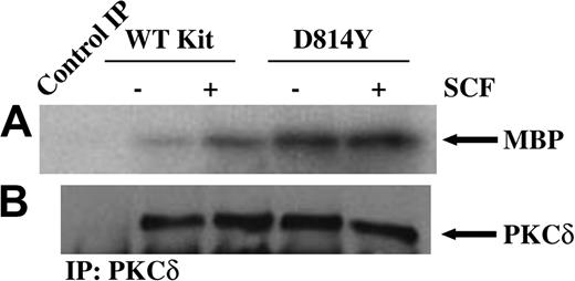 Figure 1. PKCδ is constitutively active in cells expressing D814Y Kit. In vitro immune complex kinase assays were performed using whole cell lysates from cells expressing wild-type (WT) or D814Y Kit. (A) IC2 cells expressing wild-type or D814Y Kit were stimulated with 100 ng/mL murine SCF for 15 minutes at room temperature prior to lysis. Whole cell lysate protein (800 μg per sample) was immunoprecipitated with an antibody specific for PKCδ. The immunoprecipitates (IP) were incubated with γ32PATP, phosphatidylserine, and myelin basic protein (MBP) as a substrate. Samples were incubated for 20 minutes at room temperature before resolution by SDS-PAGE and transfer to immobilon-P. Substrate phosphorylation was visualized by exposure to autoradiography film. (B) Membranes were immunoblotted with an antibody specific for PKCδ. These data are representative of results from more than 3 experiments.