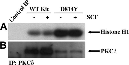 Figure 3. PKCδ associated with membranes from IC2 cells expressing D814Y Kit has significantly greater kinase activity. In vitro immune complex kinase assays were performed using membrane-enhanced fractions from cells expressing wild-type or D814Y Kit. (A) IC2 cells expressing WT or D814Y Kit were stimulated with 100 ng/mL murine SCF for 15 minutes at room temperature prior to isolation of membranes. Membrane protein (400 μg per sample) was immunoprecipitated with an antibody specific for PKCδ. The immunoprecipitates were incubated with γ32PATP, phosphatidylserine, and histone H1 as a substrate. Samples were incubated for 20 minutes at room temperature before resolution by SDS-PAGE and transfer to immobilon-P. Substrate phosphorylation was visualized by exposure to autoradiography film. (B) Membranes were immunoblotted with an antibody specific for PKCδ. These data are representative of results from more than 3 experiments.