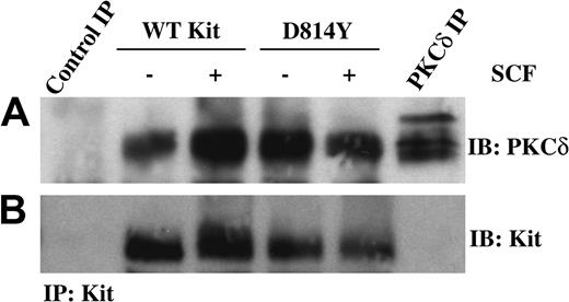 Figure 4. PKCδ is associated with WT and D814Y Kit. IC2 cells expressing WT or D814Y Kit were stimulated with 100 ng/mL murine SCF for 15 minutes at room temperature prior to lysis. (A) Whole cell lysate protein (600 μg per sample) was immunoprecipitated with an antibody specific for Kit, resolved by SDS-PAGE, transferred to immobilon-P, and immunoblotted with an antibody specific for PKCδ. Lysate protein (600 μg) immunoprecipitated with normal goat IgG was included as a negative control and 300 μg lysate protein immunoprecipitated with an antibody specific for PKCδ was included as a positive control. (B) The immunoblots were subsequently stripped and reprobed with an antibody specific for Kit. These data are representative of results from more than 3 experiments.