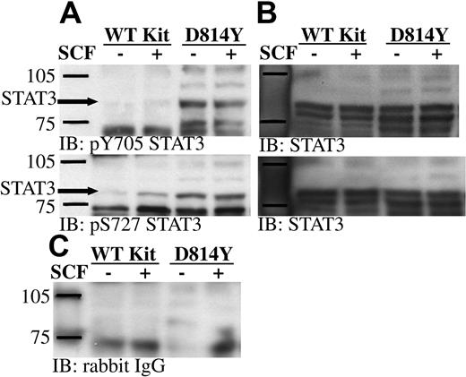 Figure 7. STAT3 is constitutively phosphorylated on tyrosine 705 and serine 727 in IC2 cells expressing D814Y Kit. (A) Whole cell lysate protein (35 μg per lane) from IC2 cells expressing WT or D814Y Kit was run on SDS-PAGE, transferred to immobilon-P, and immunoblotted with antibodies specific for phosphotyrosine 705 STAT3 or phosphoserine 727 STAT3. (B) Immunoblots were stripped and reprobed with an antibody specific for STAT3. (C) An identical control panel was immunoblotted with normal rabbit IgG. These data are representative of 3 independent experiments.