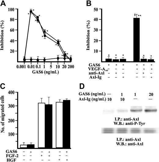 Figure 1. GAS6 modulates VEGF-A–induced EC chemotaxis through activation of Axl. (A) EC chemotaxis was evaluated in presence of GAS6 alone (♦) or associated with VEGF-A165 (•) or VEGF-A121 (▪) (10 ng/mL). Results of 1 experiment performed in triplicate representative of 3 independent experiments are shown. Data are presented as percentage of inhibition of VEGF-A165 (403 ± 34 cells/microscopic field) or VEGF-A121 (389 ± 24 cells/microscopic field) induced chemotaxis. Results were analyzed by 1-way analysis of variance (ANOVA) (F = 287.28) and Student-Newman-Keuls test. *P < .05 versus stimulated cells in absence of GAS6. (B) Chemotaxis of ECs in presence of Ab anti–Axl-N or Axl-Ig. Results of 1 experiment performed in triplicate representative of 4 independent experiments are shown. Data were analyzed by ANOVA (F = 7.93) and Student-Newman-Keuls test. *P < .05 versus GAS6 (1 ng/mL) alone; **P < .05 versus GAS6 + anti–Axl-N; §P < .05 versus GAS6 + Axl-Ig. (C) Effect of GAS6 (1 ng/mL) on FGF-2 (20 ng/mL) and HGF (10 ng/mL) induced EC chemotaxis. □ indicates absence, ▪ presence of GAS6. (D) Axl phosphorylation by GAS6. Quiescent, confluent ECs were stimulated for 30 minutes as indicated at 37°C with 5% CO2. Cells were lysated and immunoprecipitated for 2 hours at 4°C with an anti-Axl Ab. Immunoprecipitate was analyzed by sodium dodecyl sulfate-polyacrilamide gel electrophoresis (SDS-PAGE) followed by immunoblotting with anti–P-Tyr mAb or an anti-Axl Ab. Immunoreactive bands were detected by enhanced chemiluminescence technique. I.P. indicates immunoprecipitate; W.B., Western blot. The results are representative of 4 similar experiments. Error bars in A-C indicate standard deviation.