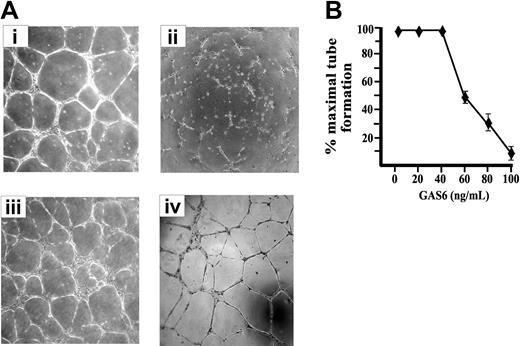 Figure 2. EC morphogenesis on Matrigel is modulated by GAS6. (A) Morphologic aspect of ECs plated on Matrigel for 12 hours in the presence of M199 containing 0.5% FCS (i) supplemented with GAS6 (100 ng/mL) (ii), GAS6 in the presence of Axl-Ig (1 μg/mL) (iii), or Axl-Ig alone (iv). Pictures are representative of 5 independent experiments. Images were processed by Image Proplus 4.0 (Media Cybernetycs, Leiden, The Netherlands). (B) Dose-dependent inhibition of EC morphogenesis by GAS6. Tubular structures were quantified by automatic counting of tube formation after 12 hours. Percentage of inhibition was expressed using untreated GAS6 cells as 100%. Mean ± SD of 4 experiments.