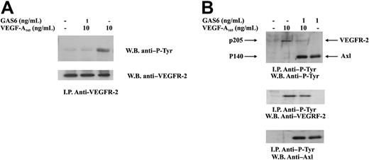 Figure 4. Inhibition of VEGFR-2 phosphorylation by GAS6. ECs were preincubated with GAS6 (1 ng/mL) for 20 minutes and consequently stimulated for 10 minutes with VEGF-A165 (10 ng/mL). Cell lysates were immunoprecipitated with an anti–VEGFR-2 Ab, analyzed by SDS-PAGE, followed by immunoblotting with the indicated Abs. The results are representative of 4 similar experiments. (B) ECs were preincubated with GAS6 (1 ng/mL) for 20 minutes and consequently stimulated for 10 minutes with VEGF-A165 (10 ng/mL). Cell lysates were immunoprecipitated with an anti–P-Tyr, analyzed by SDS-PAGE, followed by immunoblotting with the indicated Abs. The results are representative of 4 similar experiments.