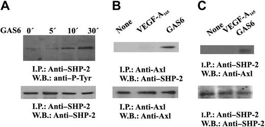 Figure 6. GAS6 activates SHP-2. (A) SHP-2 activation by GAS6. Quiescent, confluent ECs were stimulated for the indicated times with GAS6 (1 ng/mL), and cell lysates were immunoprecipitated by Ab anti–SHP-2. Immunodetection was performed with Ab anti–P-Tyr or anti–SHP-2. (B-C) GAS6 mediates SHP-2 association with Axl. Quiescent, confluent ECs were stimulated for 30 minutes with GAS6 (1 ng/mL), and cell lysates were immunoprecipitated by Ab–anti-Axl (B) or anti–SHP-2 (C). (C) Immunoprecipitate was divided into 2 aliquots. Immunodetection was performed as indicated. The results are representative of 3 similar experiments.