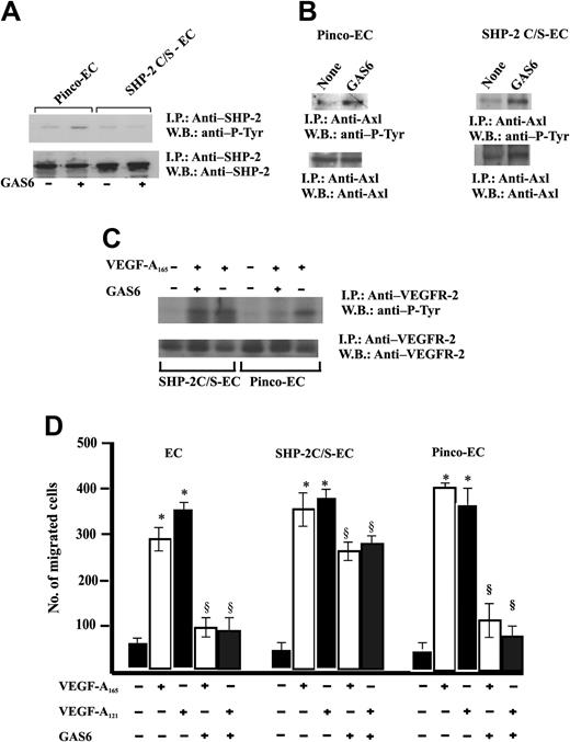 Figure 7. Expression of SHP-2 C/S mutant inhibits GAS6 modulation of EC chemotaxis induced by VEGF-A165. (A) Effect of SHP-2 C/S expression on Tyr phosphorylation of SHP-2. Quiescent, confluent infected ECs were stimulated for 30 minutes with GAS6 (1 ng/mL). Cell lysates were immunoprecipitated with Ab anti–SHP-2 and immunoblotted with the same Ab or with Ab anti–P-Tyr. (B) Effect of SHP-2 C/S expression on Tyr phosphorylation of Axl. Pinco-ECs and SHP-2 C/S-ECs were stimulated with GAS6 (1 ng/mL for 30 minutes). Immunoprecipitation was performed with Ab anti-Axl, and proteins were immunodetected with Ab anti–P-Tyr or anti-Axl. (C) Effect of SHP-2 C/S expression on Tyr phosphorylation of VEGFR-2. Pinco-ECs and SHP-2 C/S-ECs were preincubated with GAS6 (1 ng/mL) for 20 minutes and consequently stimulated for 10 minutes with VEGF-A165 (10 ng/mL). Immunoprecipitation was performed with Ab anti–VEGFR-2, and proteins were immunodetected with Ab anti–P-Tyr or anti–VEGFR-2. (D) EC chemotaxis induced by VEGF-A165 and VEGF-A121 (both at 10 ng/mL) was evaluated in cells infected with vector alone, or carrying SHP-2 C/S mutant or SHP-2. When indicated 1 ng/mL GAS6 was added. Results of 1 experiment performed in triplicate representative of 3 independent experiments are shown. Data were analyzed by ANOVA (F = 495.89 for SHP-2, F = 876.7 for SHP-2 C/S) and Student-Newman-Keuls test. *P < .05 versus control; §P < .05 versus VEGF-A165 or VEGF-A121 alone.
