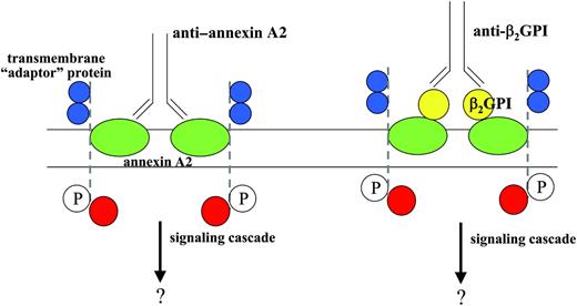 Figure 7. Model for annexin A2–dependent endothelial cell activation induced by β2GPI and anti-β2GPI antibodies, or anti–annexin A2. In this model, annexin A2 (green) embedded in the outer plasma membrane of the endothelial cell may be directly cross-linked by anti–annexin A2 antibodies, or, alternatively, through the binding of anti-β2GPI antibodies bound to β2GPI (yellow) bound to annexin A2. We hypothesize that annexin A2 cross-linking may promote the aggregation of an annexin A2–associated transmembrane “adaptor” protein, perhaps with receptor tyrosine kinase activity (dashed line, blue extracellular domains), potentially leading to phosphorylation of this protein (P) and assembly of additional intracellular signaling proteins (red). Activation of endothelial cells by either scenario would be blocked by anti–annexin A2 Fab fragments.