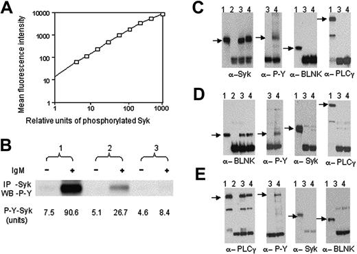 Figure 1. Multiplex bead assay to detect phosphorylated proteins. (A) Standard curve of phosphorylated p72Syk for CBA assay. The bar size corresponds to the mean fluorescence intensity, the horizontal axis represents relative units of phosphorylated p72Syk in activated EBI cells. The open squares indicate the data from analyses of serial dilutions of the activated EBI cell lysate. (B) Comparison of CBA assay with immunoblot analysis to detect phosphorylated p72Syk. Phosphorylated p72Syk was determined by immunoblot analysis (upper panel) and CBA assay (low panel) for 3 CLL before (–) or after (+) anti-μ stimulation. p72Syk expression was similar among the 3 samples (data not shown). In panels C, D, and E, we present the immunoblot analyses of lane 1, whole EBI cell lysate; lane 2, protein stripped from CBA beads; lane 3, protein stripped from beads after they were incubated with lysate from resting EBI cells; lane 4, protein stripped from beads after they were incubated with lysate from activated EBI cells. Immunoblots were probed with antibodies specific for α-p72Syk (α-Syk), α-tyrosine-phosphorylated protein (α-P-Y), α-BLNK, and α-PLCγ as indicated at the bottom of each immunoblot. The beads used in these studies were coated with antibodies specific for p72Syk (panel C), BLNK (panel D), or PLCγ (panel E), respectively.