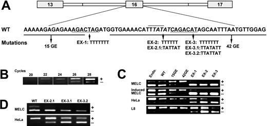 Figure 1. Effect of exon mutations on exon 16 splicing during MELC induction as well as in HeLa and L8 cell lines. (A) Diagram of exon 16 minigene construct, GE15, GE42, and exonic mutations (EX-1, EX-2, EX-2.1, EX-3, EX-3.1, and EX-3.2) within exon 16. The wild-type and mutated sequences are indicated. (B) Standardization of semiquantitative RT-PCR. Agarose gel electrophoretic analysis of RT-PCR performed around exon 16 from WT-transfected HeLa at an increasing number of amplification cycles. + indicates exon 16 inclusion; and -, exon 16 exclusion. The minimal number of cycles, 22 cycles, that is sufficient for detecting clearly visible bands was subsequently used to analyze the spliced products. (C) Analysis of exonic mutations on exon 16 splicing by RT-PCR. The minigene and its mutation construct stably transfected MELCs were induced to differentiate with DMSO as described in “Materials and methods.” Total RNA was collected from cells as indicated, subjected to RT-PCR, and analyzed by 2% agarose gel. + indicates exon 16 inclusion; and -, exon 16 exclusion. (D) Effect of EX-2.1, EX-3.1, and EX-3.2 on exon 16 splicing by RT-PCR. + indicates exon 16 inclusion; and -, exon 16 exclusion. Endo. indicates endogenous exon 16 splicing patterns.