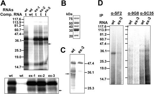 Figure 3. UV cross-linking analysis of proteins that bind to the exonic splicing enhancer sequences. (A) UV cross-linking of wt, ex-1, ex-2, and ex-3 to HeLa nuclear extracts. 32P-labeled pre-mRNA consisting of exon 16 and its flanking upstream (67 nt's) and downstream (36 nt's) intronic sequences were subjected to UV cross-linking using HeLa nuclear extracts. Either tRNA or WT sense transcripts were added to compete with WT substrates. tRNAs were added to ex-1, ex-2, and ex-3 substrates as competitor. t indicates tRNA; and wt, wt sense transcript. (Top) The full-length gel. (Bottom) The enlargement of the approximately 30- to 40-kDa region of the gel. (B) Purified SR proteins. (C) UV cross-linking of wt or ex-3 using purified SR proteins in the presence of tRNA. The arrow indicates approximately 33 kDa cross-linked band. (D) Identification by immunoprecipitation of SR proteins cross-linked to wt and ex-3. 32P-labeled RNA substrates from wt or ex-3 were subjected to UV cross-linking using HeLa nuclear extracts. The cross-linked protein-RNA mixtures were digested with RNAse A, precleared with protein A–Sepharose beads, and immunoprecipitated overnight at 4°C using anti-SF2, anti-9G8, or anti-SC35 antibodies. The immunoprecipitates were washed, subjected to SDS-PAGE electrophoresis on a 12% gel, and autoradiographed.