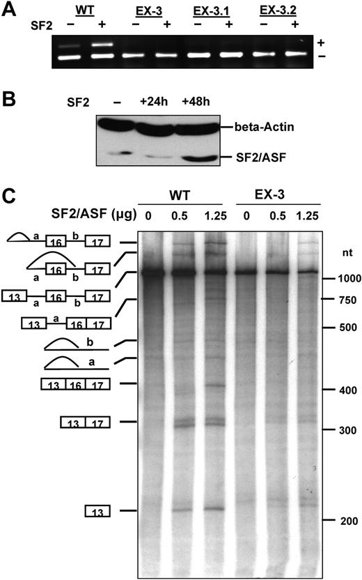 Figure 4. Effect of SF2/ASF on exon 16 splicing in vivo and in vitro. (A) Effect of transiently expressed SF2/ASF on exon 16 splicing. The WT, EX-3, EX-3.1, and EX-3.2 stably transfected MELCs were transiently transfected with either an empty vector (lanes denoted by -) or a SF2/ASF expression construct (lanes denoted by +). Total RNA was collected 48 hours after transfection, subjected to RT-PCR, and analyzed on a 2% agarose gel. + indicates exon 16 inclusion; and -, exon 16 exclusion. (B) Overexpression of SF2/ASF in EX-3 stably transfected MELCs. The EX-3 stably transfected MELCs were transiently transfected with a SF2/ASF expression construct. Protein was collected at 0, 24, or 48 hours after transfection, fractionated on a 12% PAGE gel, and subjected to immunoblotting analysis with an anti-SF2/ASF antibody. Beta-actin served as a loading control. (C) Purified recombinant SF2/SF2 specifically activates WT exon 16 splicing in an in vitro splicing assay using S100 fraction. In vitro splicing reactions were carried out using HeLa S100 fraction and substrates pre-mRNA derived from either WT or EX-3 minigene constructs in the absence (0 μg) or presence of 0.5 or 1.25 μg of SF2/ASF. Schematic representations of precursors, intermediates, and final products are shown at left. RNA molecular markers in nt are at right.