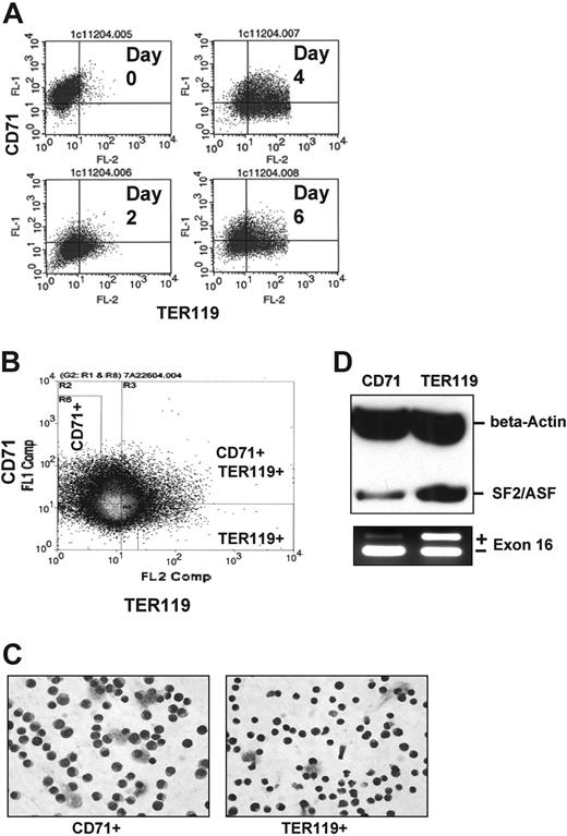 Figure 5. Analysis of SF2/ASF expression during MELC differentiation using cells sorted by flow cytometry. (A) Flow cytometry of MELCs at 0, 2, 4, and 6 days after DMSO-induced differentiation. MELCs were double-stained for a PE-conjugated anti-TER119 monoclonal antibody (mAb) and an FITC-conjugated anti-CD71 mAb and analyzed by flow cytometry. Axes indicate relative logarithmic fluorescence units for PE (x-axis) and FITC (y-axis). (B) Regions defined by characteristic staining pattern of day-4–induced MELCs, including CD71highTER119low (CD71+), CD71highTER119high (CD71+/TER119+), and TER119highCD71low (TER119+). (C) CD71+ and TER119+ cells were sorted by fluorescence-activated cell sorter (FACS) from day-4–induced MELCs and stained with May-Grünwald Giemsa. (D) Temporal relationship between 4.1R exon 16 splicing and SF2/ASF expression in differentiating MELCs. CD71+ and TER119+ cells were sorted from day-4–induced MELCs. Twenty micrograms of total proteins from CD71+ or TER119+ cells were analyzed with anti-SF2/ASF antibody. Immunoblotting with anti–β-actin antibody served as a loading control. RT-PCR was used to analyze exon 16 expression from total RNA isolated from the same samples.