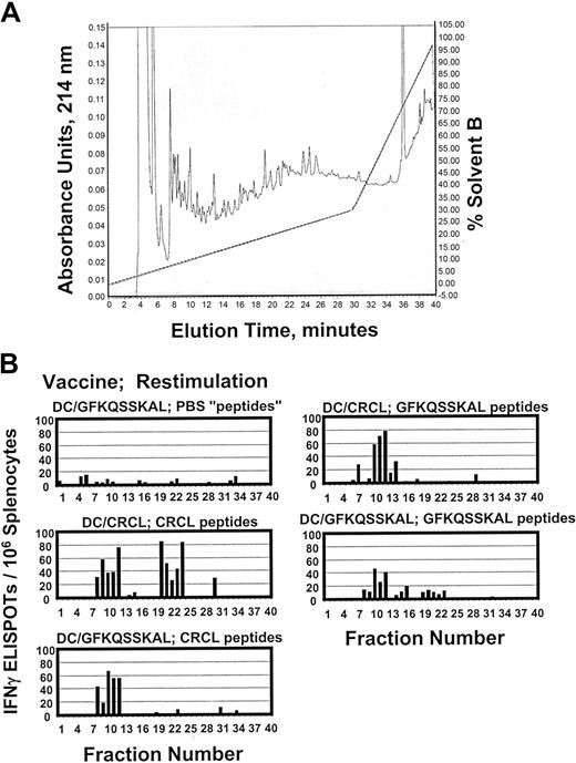 Figure 2. Fractionation of antigenic peptides in 12B1 CRCL. (A) Peptides were acid-stripped from 12B1 CRCL and applied to a reverse-phase C18 HPLC column (rpHPLC). Peptides were separated with a 0% to 30% acentonitrile gradient over 30 minutes, followed by a 30% to 100% acetonitrile gradient over the next 10 minutes (40 minutes total, dotted line shows solvent B gradient). Elution was monitored at 214 nm (shown from 0-0.15 arbitrary units). In addition, GFKQSSKAL peptide was likewise subjected to HPLC (data not shown). Phosphate-buffered saline (PBS) was treated identically to CRCL as a faux peptide separation and as a negative control (data not shown). (B) Forty HPLC fractions from each peptide separation were collected, dried, washed, reconstituted in media, and used to restimulate the splenocytes from mice vaccinated with DC/GFKQSSKAL or DC/12B1 CRCL. IFN-γ production was determined by ELISPOT assay. PBS “peptides” refers to materials derived from PBS and fractionated by rpHPLC.