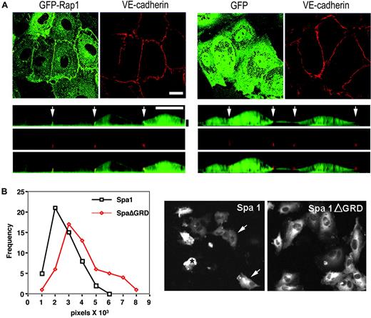 Figure 1. Rap localization and function in human umbilical vein endothelial cell monolayers. (A) HUVECs were retrovirally transduced with GFP-Rap1 or GFP vector and stained with an fluorochrome-conjugated VE-cadherin antibody. Live cells were imaged by confocal microscopy for GFP (green) or VE-cadherin (red). The upper panels depict a single 0.5-μm confocal slice showing GFP-Rap enriched in the lateral junctions as costained by VE-cadherin. Control GFP alone was evenly distributed throughout the cytoplasm. Bottom panels depict an orthogonal (xz) slice from the confocal stack above. GFP-Rap enrichment is likewise observed at junctions (arrows). The vertical (z) dimension has been exaggerated for clarity. Horizontal white scale bar = 10 μm. Vertical black scale bar = 2 μm. (B) HUVECs were retrovirally transduced with GFP-Spa1 or GFP-Spa1ΔGRD and cultured for 4 days. GFP was visualized by live-cell imaging and pictures taken and analyzed for the area (pixels) of the GFP-positive cells, the results of which were plotted. One of three representative experiments is shown for which more than 50 cells were analyzed per group. The frequency of the analyzed cells represents the percentage of cells with the indicated number of pixels in the x-axis. The difference in the median size of cells between the 2 groups, from 3 independent experiments, was statistically significant (median Spa1ΔGRD, 26 501 (n = 155); median Spa1, 20 592 (n = 154), P < .001). Representative pictures of Spa1 and Spa1ΔGRD-expressing cells are shown. For the analysis of monolayers expressing Spa1, only cells with discernable cellular structures were evaluated (arrows), while those that were completely round (*) were excluded to avoid inclusion of debris in the analysis.