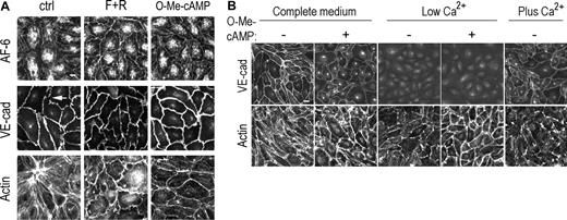 Figure 3. Mechanism of Epac/Rap-induced increase in barrier function. (A) Immunofluorescence of fixed HUVECs treated for 30 minutes with F + R or O-Me-cAMP (100 μM) or control untreated cells (ctrl) using antibodies to AF-6 (top row), VE-cadherin (middle row), or FITC-phalloidin to detect actin filaments (bottom row). Scale bar = 10 μm. (B) Immunofluorescence of fixed HPAECs cultured in complete medium, low calcium medium, or after calcium replenishment (Plus Ca2+). Cells were treated with O-Me-cAMP for 30 minutes (+) or vehicle control (–) and fixed and stained for VE-cadherin (top row) or FITC-phalloidin to detect actin filaments (bottom row). Scale bar = 20 μm.