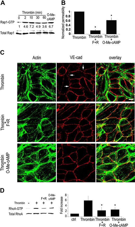 Figure 4. Role of EPAC/Rap in thrombin-induced permeability. (A) Pull-down assay for active Rap in HUVECs treated with thrombin (2 U/mL) for the times indicated or O-Me-cAMP for 30 minutes. Rap1 activation by thrombin was reproducibly observed at different time points ranging from 2 to 60 minutes (n = 6), a representative blot of which is shown. Densitometric analysis of experiments in which activation of Epac was included as a positive control was undertaken. Thrombin led to a 2- to 3-fold activation of Rap1 (P < .05 for all time points except 60 minutes). On the other hand, only a modest increase in Rap2 was observed under the same conditions (P > .05) (data not shown). (B) Permeability assay for HUVEC response to F + Ror O-Me-cAMP (100 μM) in the presence of thrombin (2 U/mL). Results are the normalized mean and standard error of 6 independent experiments (asterisks indicate P < .01 as compared to thrombin control). (C) Immunofluorescence of HUVECs treated with thrombin alone or in combination with F + R or O-Me-cAMP (100 μM) for 30 minutes. Cells were fixed and stained for actin with FITC-phalloidin (green) and VE-cadherin (red). Right column shows the overlay of actin and VE-cadherin. Thrombin-induced stress fibers and gaps in VE-cadherin (arrows), which were partially reversed by F + R or O-Me-cAMP. The number of gaps were quantitated in 3 independent experiments. Gaps were identified as significant discontinuities in VE-cadherin staining as indicated by the white arrows. The results, expressed as percent compared to thrombin (Thr)–treated cells, are as follows: Thr, 100%; Thr plus F + R, 22.2% ± 6.7%; Thr plus O-Me-cAMP, 37% ± 22%. (D) Pull-down assay for active RhoA (RhoA-GTP) in HUVECs. Rho assays were performed on endothelial monolayers that were stimultaneously treated with vehicle (–, ctrl), thrombin (2 U/mL) alone, thrombin plus O-Me-cAMP, or thrombin plus cAMP for 30 minutes. Results of densitometric analysis of 3 independent experiments are shown in right panel. Asterisk indicates P < .05.