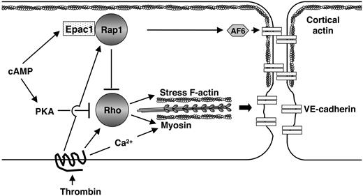 Figure 5. Model for the role of Epac/Rap in endothelial barrier function. An en face schematic of 2 endothelial cells is illustrated. cAMP activates Epac, resulting in Rap activation at junctions. This induces reorganization of cortical actin and subsequent redistribution of VE-cadherin and other AJ and TJ molecules, to cell-cell contacts, enhancing macromolecular barrier function. AF-6, an effector of Rap, may direct Epac/Rap effects in cytoskeletal rearrangement. Thrombin promotes cytoskeletal changes by both Rho-dependent and -independent (calcium/calmodulin mediated) pathways, resulting in increase in stress fibers and actin-myosin contraction. Rap stimulated by thrombin may serve as a negative feedback to down-regulate Rho and may be required for reigning in thrombin/Rho-induced changes in permeability. Thrombin modulation of endothelial permeability results from the integration of positive and negative signals through Rap and Rho altering junctional and stress fiber components.