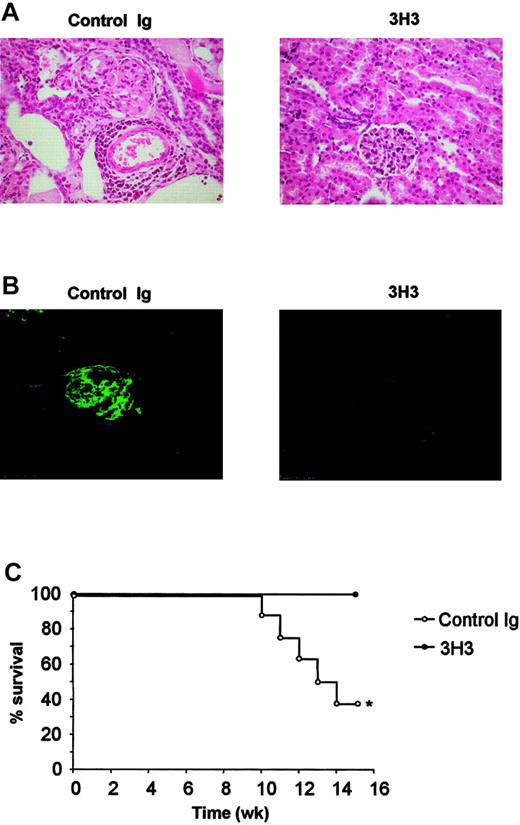 Figure 2. 3H3 inhibits immune complex formation and glomerulonephritis. (A) Kidneys were collected from cGVHD mice at week 12 after disease induction and were fixed in formalin. Sections from control Ig– or 3H3-treated mice were stained with H&E. (B) Kidneys from week-12 cGVHD mice were collected and snap-frozen, and sections were stained with FITC-labeled rat anti–mouse IgG. (C) 3H3 treatment completely prevented death due to cGVHD (n = 10 per group). *P < .05, between the 2 groups.