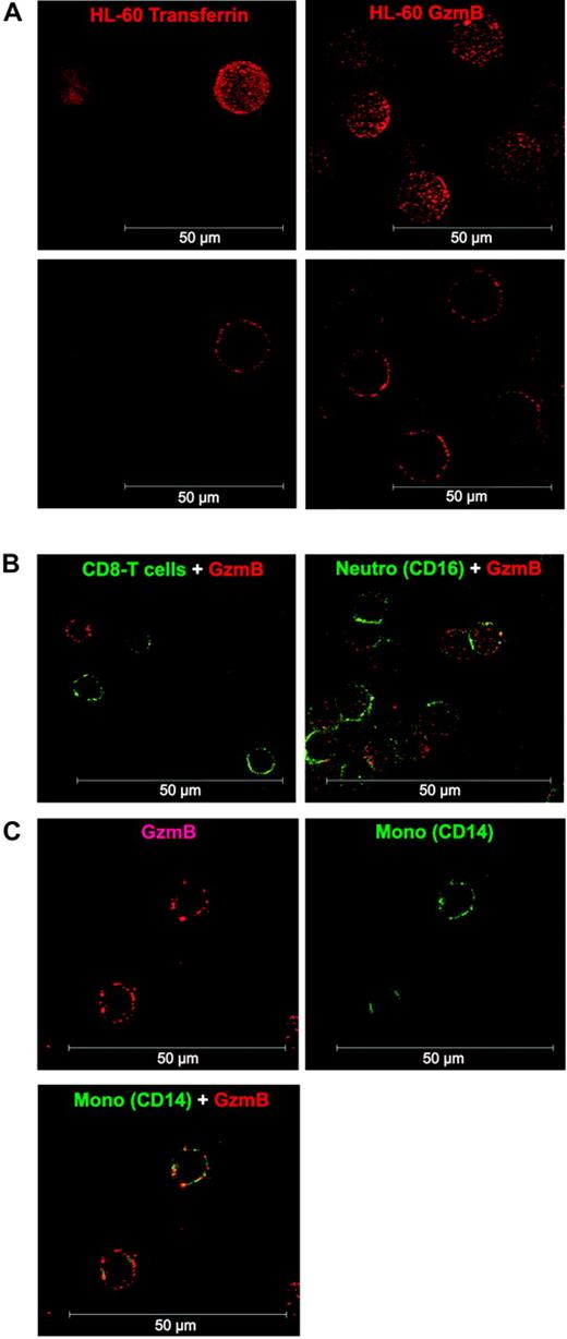 Figure 2. Confocal analysis of GzmB binding to HL-60 cells and human leukocytes. (A) Comparison of TF-Bio (left column) and GzmB-Bio (right column) binding to HL-60 cells. Binding at 4°C occurred exclusively on the cell surface, as demonstrated by the 3-dimensional reconstruction (top row) or the section view (bottom row). (B) Costaining of lymphocytes with anti-CD8 FITC (left; section view) or granulocytes with anti-CD16 FITC (right; 3-dimensional reconstruction) and GzmB-Bio/SA-Cy3. (C) Double staining of monocytes with anti-CD14 FITC and GzmB-Bio/SA-Cy3. Shown is the section view of GzmB-Bio binding (top left) or CD14-FITC (top right) and the overlay of both (bottom). Neutro indicates neutrophil granulocytes. White scale bar = 50 μm.