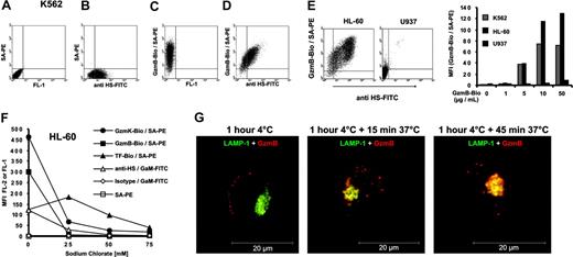 Figure 4. GzmB binding and uptake by cell surface heparan sulfate. (A-D) K562 cells were stained with an FITC-labeled monoclonal antibody against heparan sulfate and GzmB-Bio/SA-PE. (A) Staining without the GzmB-Bio and anti HS-FITC antibody. (B) Staining with anti HS-FITC and SA-PE, omitting GzmB-Bio. (C) Single staining with GzmB-Bio and SA-PE, omitting anti HS-FITC. (D) Double staining with GzmB-Bio/SA-PE and anti HS-FITC. Note the clear correlation between GzmB-Bio binding and heparan-sulfate expression. (E) Binding of GzmB and HS expression of K562, HL-60, and U937 cells. (Left) FACS representation of anti–HS-FITC versus GzmB-Bio/SA-PE staining of HL-60 and U937 cells. (Right) The diagram shows the MFI of GzmB-Bio binding at the indicated GzmB-Bio concentrations. (F) Sodium chlorate treatment diminishes granzyme binding to cell surfaces. HL-60 cells were treated with the indicated sodium chlorate concentrations, and binding of the indicated proteins was investigated. (G) HS-bound GzmB is rapidly internalized. GzmBAlexa633 (40 μg/mL) was bound to HL-60 cells for 1 hour at 4°C (left). Thereafter, cells were washed twice and incubated at 37°C for 15 (middle) or 45 minutes (right). Shown is an analysis by confocal fluorescence microscopy of permeabilized HL-60 cells. Merged images of 2 cytoplasmic planes of z series are shown. GzmBAlexa633 is shown in red, and the lysosomal antigen LAMP-1 (CD107a) is shown in green. Image processing was identical for all images, and control primary antibody staining for this marker appeared black under these conditions. Already after 15 minutes, a clear colocalization (in yellow) between GzmB and lysosomes can be observed. Scale bar = 20 μm.