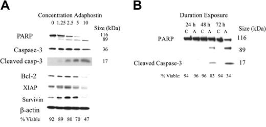 Figure 2. Adaphostin induces apoptosis in CLL B cells. (A) Western blot analysis for PARP cleavage, cleaved caspase-3, and levels of antiapoptotic proteins (Bcl-2, Mcl-1, XIAP, survivin) at increasing doses of adaphostin. (B) Western blot analysis demonstrating the timing of PARP cleavage in CLL B cells exposed to 2.5 μM adaphostin. C indicates control treated cells; A, adaphostin-treated cells (2.5 μM). PARP cleavage became evident in this experiment at 48 hours, coinciding with the onset of cell death as seen in Figure 1D.