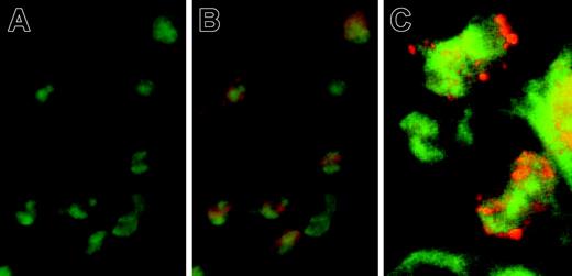 Figure 3. Identification of platelet–eosinophil complexes in lungs taken from allergen-sensitized mice after allergen exposure. Lungs were taken and processed for immunofluorescence examination 30 hours after the start of allergen exposure. Sections were stained for an eosinophil-specific protein (rat anti-MBP; green fluorescence) and for a platelet-specific protein (goat anti-CD41; red fluorescence). (A) Image with filter for only green fluorescence (MBP+) (objective lens ×40). (B) Image with filters for both green and red (CD41+) fluorescence; tissue eosinophils were observed complexed to platelets (objective lens ×40). (C) Individual platelets can be seen attached to eosinophils. Sections were analyzed using a 100 × objective lens. Sections were analyzed, with immersion oil, using a light fluorescence microscope (AxioSkop 2 Plus; Carl Zeiss, Oberkochen, Germany). Images were analyzed with Lucia Core System 1.0 (Prague, Czech Republic). The Zeiss Achroplan ×100 objective has a numerical aperture (NA) of 1.25 (Figure 3C). Figures 3A and 3B were viewed with a Zeiss Achroplan ×40 objective, and this has an NA of 0.75.
