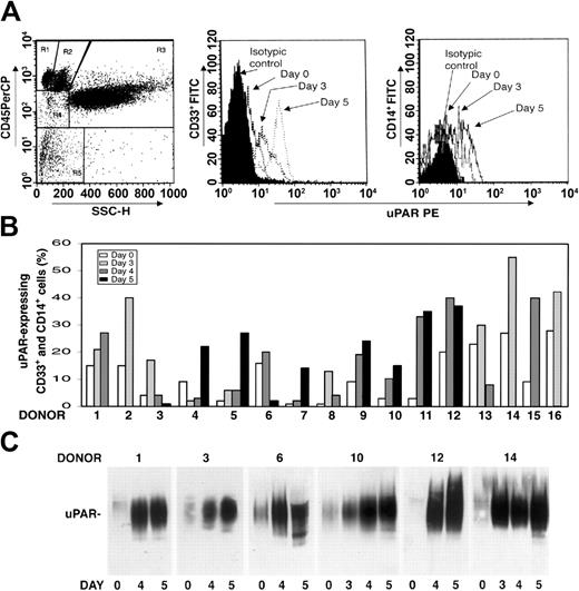 Figure 1. uPAR expression increases in PBMNCs from G-CSF–treated donors. (A) Expression of uPAR on CD33+ and CD14+ cells during G-CSF–induced HSC mobilization in a representative case. Immunophenotyping of CD33+ and CD14+ uPAR–expressing cells was performed by 3-color flow cytometry on mononuclear and blast gates (R2 and R4, left), gating for side light scatter (SSC-H) and CD45+, with an anti-uPAR mAb and quantified as mean fluorescence intensity. (B) Percentages of CD33+ and CD14+ uPAR–expressing cells within blast and mononuclear gates in PBMNCs collected from 16 healthy donors before (day 0) or at various time points (days 3-5) of G-CSF administration. (C) Western blot analysis with an anti-uPAR polyclonal antibody of PBMNCs (50 μg total protein) collected from 6 representative donors before (day 0) or at different time points (days 3-5) of G-CSF administration.
