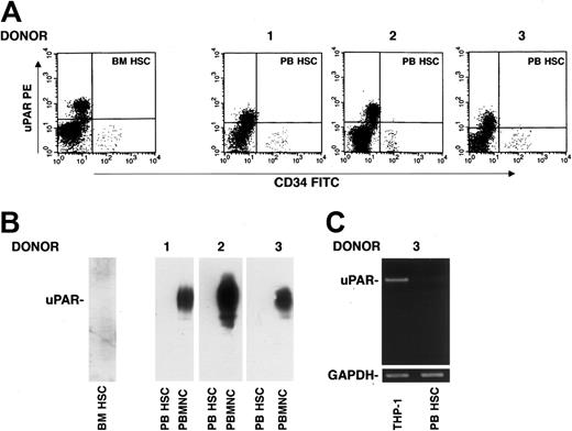 Figure 2. G-CSF–mobilized CD34+ HSCs do not express uPAR. (A) Immunophenotyping of CD34+ cells performed by 3-color flow cytometry on a mononuclear gate with anti-uPAR mAb, quantified as mean fluorescence intensity, in BM and in G-CSF–mobilized PB CD34+ HSCs from donors 1 to 3. (B) Western blot analysis with an anti-uPAR polyclonal antibody of BM CD34+ HSCs (BM HSC) and G-CSF–mobilized PB CD34+ HSCs (PB HSC) from donors 1 to 3 (100 μg total protein); PBMNCs from the same G-CSF–treated donors were used as positive controls (50 μg total protein). (C) RT-PCR analysis of uPAR mRNA expression in highly purified G-CSF–mobilized PB HSCs from a representative donor and THP-1 cells, used as a positive control. PCR in the presence of primers for GAPDH was used as a loading control.
