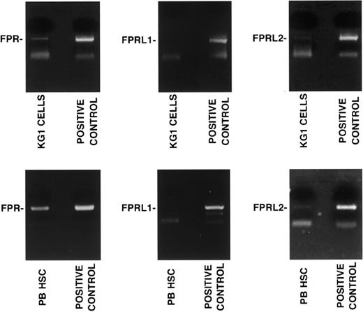 Figure 4. CD34+ KG1 and HSCs express fMLP receptors. RT-PCR analysis of fMLP receptor expression in CD34+ KG1 cells and highly purified G-CSF–mobilized peripheral blood CD34+ HSCs (PB HSC) from a representative donor. RT-PCR was performed in the presence of specific primers for FPR, FPRL1, and FPRL2. PCR amplification of 50 ng human genomic DNA was added as a positive control.