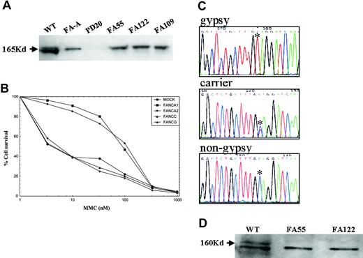 Figure 1. Genetic characterization of FA in Spanish Gypsy patients. (A) FANCD2 immunoblotting revealed 2 isoforms in a wild-type (WT) cell, no signal in a FANCD2-deficient cell line (PD20), and a nonubiquitinated isoform in an FA-A cell line or in cell lines derived from Spanish Gypsy patients nos. 55, 122, and 109, indicating that the genetic defect is upstream of FANCD2 monoubiquitination. Immunoblotting experiments were performed following a standard Western blot method with a commercially available antibody against FANCD2 (Santa Cruz Biotech, Santa Cruz, CA). (B) Subtyping by retrovirus-mediated cDNA gene transduction in a cell line derived from a Spanish Gypsy patient with FA. The complementation group was determined by retroviral transduction of cDNA of FA genes essentially as previously reported.16 Briefly, peripheral blood T cells were proliferated in the presence of monoclonal antibodies anti-CD3 and anti-CD28. Afterward, cells were transduced with retroviral vectors containing FANCA (2 vectors), FANCC, FANG cDNA, and control vector (MOCK) and then evaluated for MMC hypersensitivity to detect phenotypic cellular correction. Only retrovirus-encoding wild-type FANCA cDNA led to reversion of the cellular hypersensitivity to mitomycin C (MMC), indicating that the patient belonged to complementation group FA-A. (C) Spanish Gypsy patients with FA with a 295C>T base change, as detected by DNA sequencing, leading to a stop codon (Q99X). All obligate carriers were heterozygote for this mutation. (D) FANCA immunoblotting with an affinity-purified antibody against the C-terminus of the FANCA protein in 2 Spanish Gypsy patients (no. 55 and no. 122) with FA, and a wild-type cell line. FANCA signal (upper band) is not present in the Gypsy patients, consistent with the truncating nature of the Spanish Gypsy mutation. The lower band is an unspecific signal that serves as an internal control and is equally present in all cell extracts.