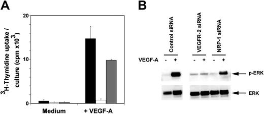 Figure 2. Analysis of the requirements for VEGFR-2 and NRP-1 in VEGF-induced mitogenesis and signaling. (A) VEGF-induced proliferation in VEGFR-2 and NRP-1 silenced HUVECs. SiRNA-transfected cells (4000 cells/well) obtained 48 to 72 hours after transfection were cultured for 72 hours in culture medium supplemented with 18% heat-inactivated FBS and 25 ng/mL heparin with or without VEGF-A (25 ng/mL). ▪ indicates control siRNA; □, VEGFR-2 siRNA; and ▦, NRP-1 siRNA. Results represent the mean ± SD of 5 experiments, each performed in triplicate. (B) ERK activation in HUVECs after transfection of control, VEGFR-2, or NRP-1 siRNA evaluated by Western blotting with specific antibodies to phosphorylated (p) and total ERK. Cells obtained 48 hours after transfection were starved for 16 hours and then exposed for 10 minutes to 50 ng/mL VEGF-A.