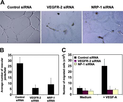 Figure 3. Contribution of VEGFR-2 and NRP-1 to endothelial cell tube formation and migration. (A) HUVECs (60 × 104) obtained 48 hours after transfection were suspended in HUVEC medium, plated on matrigel-coated 24-well plates, and incubated for 24 hours. Images reflect representative fields visualized by phasecontrast microscopy (original magnification, 10 ×). Results were reproduced in 5 different experiments. (B) Quantitative analysis of matrigel-induced tube formation in control and NRP-1–defective HUVECs. Tube formation under the conditions described in “VEGFR-2 and NRP-1 regulate migration and tube formation in HUVECs” was measured as a function of the number of vascular joints per visual field (10 × magnification) and expressed as an average of 4 nonoverlapping fields. The results represent the average (± SD) from 4 independent experiments. (C) Contribution of VEGFR-2 and NRP-1 to VEGF-induced endothelial cell migration. HUVEC transfected 24 hours earlier with control (black bars), VEGFR-2 (red bars), or NRP-1 siRNA (cream bars) were placed in the upper chamber of transwells precoated with gelatin; VEGF (100 ng/mL) was placed in the lower chamber. The results reflect the mean (± SD) number of migrated cells from 3 independent experiments.