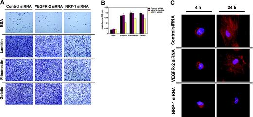 Figure 4. Contribution of NRP-1 and VEGFR-2 to endothelial cell attachment. (A) Endothelial cell attachment to plates coated with BSA, laminin, fibronectin, and gelatin after 7 hours' incubation. HUVECs were transfected with control, VEGFR-2, or NRP-1 siRNA 48 hours earlier. Representative images from inverted microscopy (Olympus 1X51 microscope with 20 ×/0.40 Ph1 lens; Olympus Optical) display the fraction of cells that attached. Images were obtained with a Religa 1300 digital camera (Qimaging) using IPLab acquisition software (Scanalytics). (B) HUVEC attachment to wells measured by absorbance at 595 nM after staining the attached cells with crystal-violet. HUVECs were transfected with control, VEGFR-2, or NRP-1 siRNA 48 hours earlier and allowed to attach to coated wells for 7 hours. Representative experiment of 3 performed. (C) F-actin expression and distribution in HUVEC transfected with control, VEGFR-2, and NRP-1 siRNA, and subsequently allowed to attach for 4 or 24 hours on gelatin-coated dishes. Transfection was carried out 48 hours prior to attachment. Representative confocal images from 1 of 3 experiments performed.