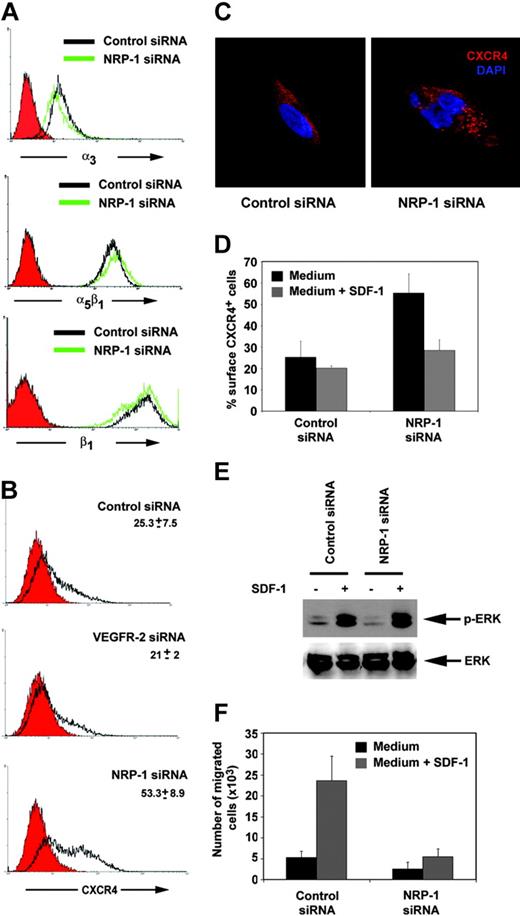 Figure 5. CXCR4 expression and function in NRP-1–defective endothelial cells. (A) Expression of the integrins α3, α5β1, and β1 in HUVECs transfected 48 hours earlier with control (open black curve) or NRP-1 siRNA (open green curve) detected by flow cytometry. (B) Flow cytometric analysis of surface CXCR4 expression in HUVECs transfected 48 hours earlier with control, VEGFR-2, or NRP-1 siRNA. Filled red curves represent IgG2a (control); open black curves, CXCR4. (C) Representative confocal images showing the different distribution of intracellular CXCR4 in HUVECs transfected with NRP-1 or control siRNA. The cells were immunostained for CXCR4 (red) and counterstained with DAPI (blue). (D) CXCR4 internalization in NRP-1–silenced cells. HUVECs transfected with control or NRP-1 siRNA 48 hours earlier were incubated for 30 minutes at 37°C with the CXCR4 ligand SDF-1α (▦; 500 ng/mL) and then immunostained for surface CXCR4. ▪ indicates control medium only. Results reflect the mean (± SD) of 3 experiments performed. (E) SDF-1–induced ERK activation in HUVECs transfected with control or NRP-1 siRNA evaluated by Western blotting with specific antibodies to phosphorylated and total ERK. Cells obtained 48 hours after transfection were starved for 16 hours and then exposed for 15 minutes to 500 ng/mL SDF-1α. (F) Endothelial cell migration in response to SDF-1. HUVECs transfected 48 hours earlier with control or NRP-1 siRNA were placed in the upper chamber of transwells precoated with gelatin; SDF-1 (▦; 100 ng/mL) was placed in the lower chamber. ▪ indicates control medium only. The results reflect the mean (± SD) number of migrated cells from 4 independent experiments.